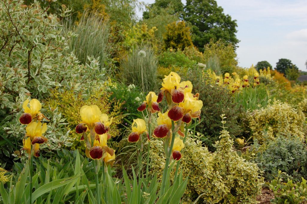 Een uitbundige border op begraafplaats Bergklooster. Foto: Bert Pierik